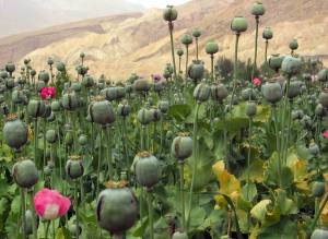 Afghanistan_opium