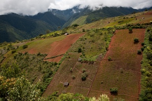 coca leaf farms Andes