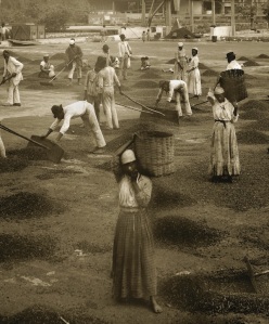 Slaves-in-the-yard-of-a-coffee-farm-Vale-do-Paraíba-Bresil-1882-_ENLARGE