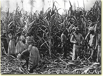 sugarplantation-african slavery